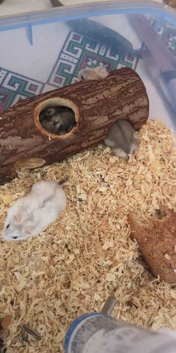 Donez Hamsteri Siberieni