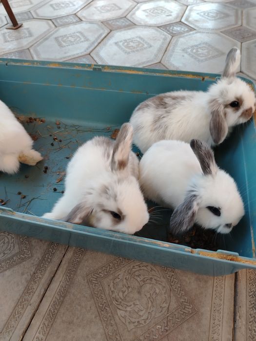 Продам декоративных кроликов. Пародистые.