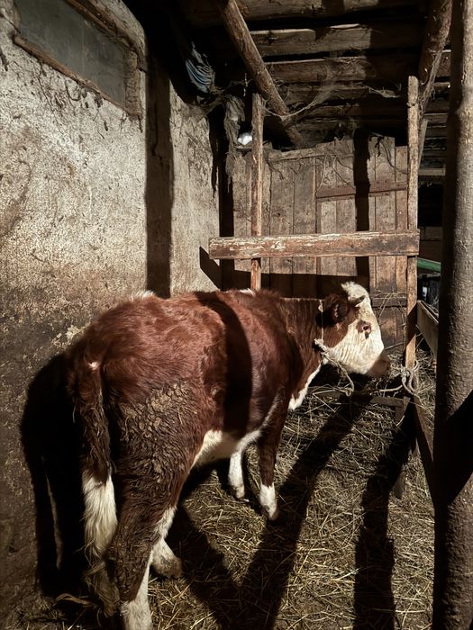 Продам телочку..