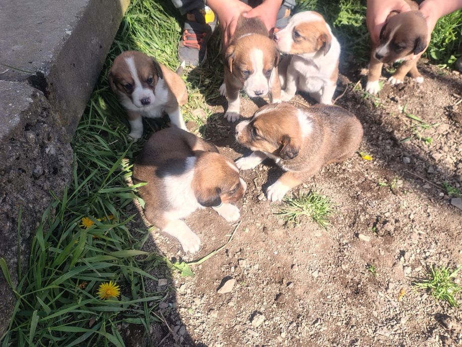 Подарявам ловни кучета