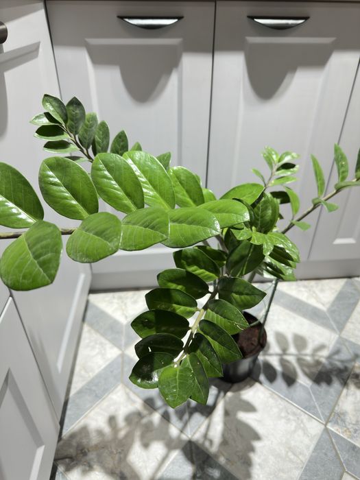 Продам замиокулькас