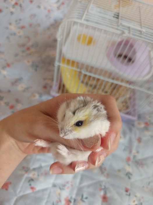 Продам хомяка джунгарика с клеткой