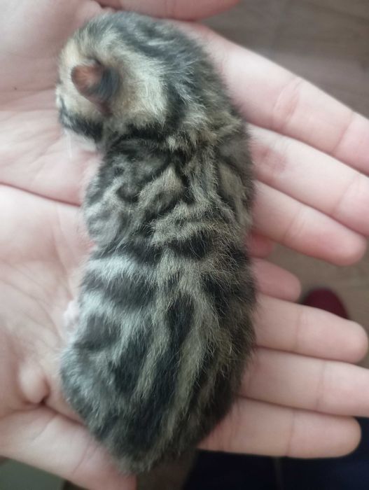 Бенгальские котята
