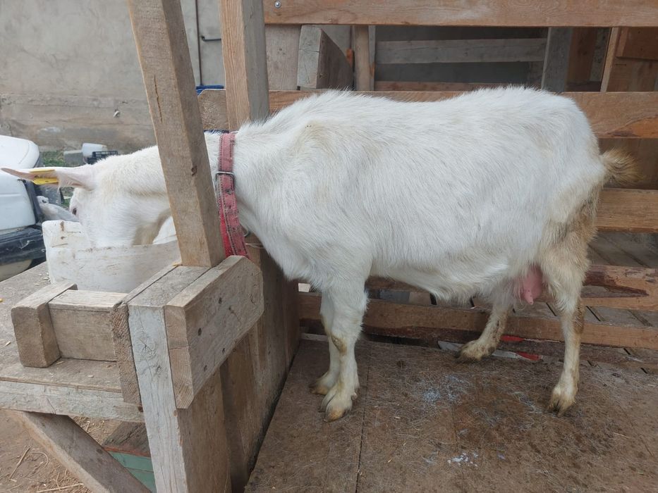 Ешкі  сүтті ешкі