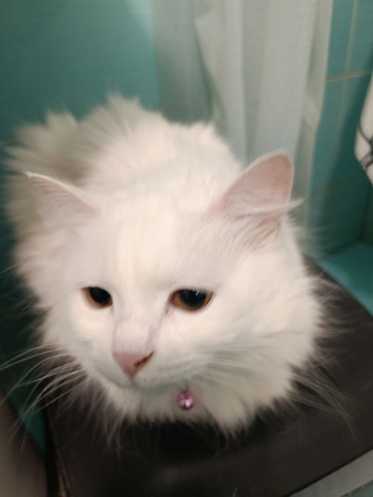 Подарявам женска котка