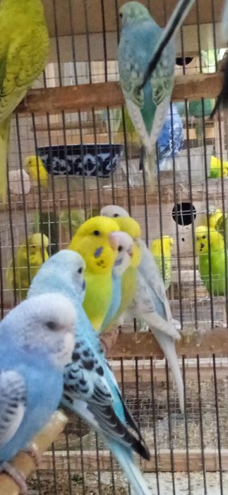 Spingel, Andufka gibrit, Chex, Nemis, Volnistiy juvona papugaylar .