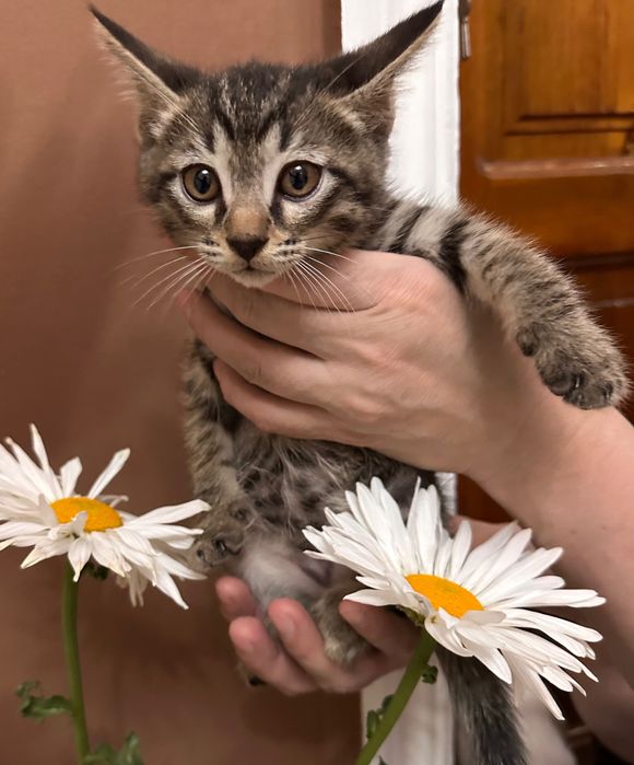 Отдам котят в добрые руки