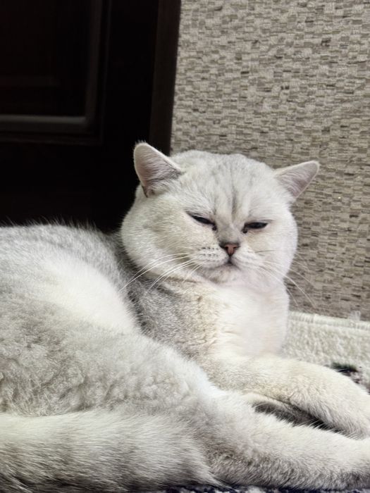 Вязка хизмати! Эркак мушук Барсик киз мушукларни учрашувга таклиф этад