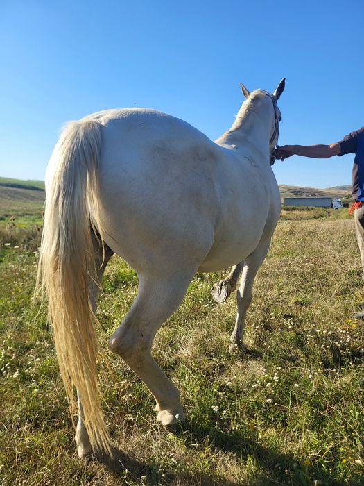 Iepe lipitan de vinzare învățate pentru echitație și trasura
