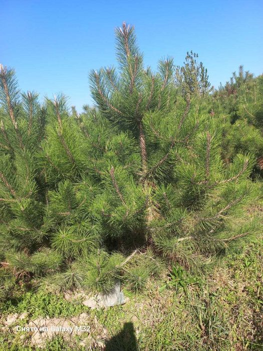 Сосна арча кучатлари сотилади