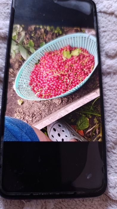 Красная смородина саженцы