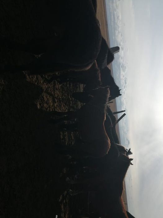 Продам  жеребчиков