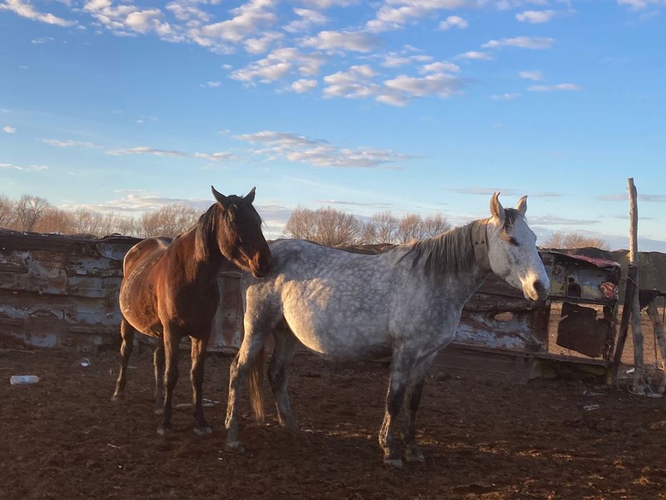 3-бие 2-жабагылары бирге сатылады