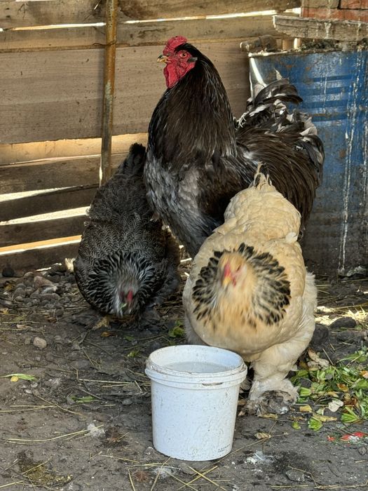 Продам курей брамы