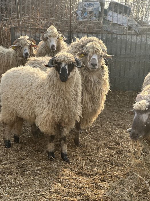 Berbec tanar de vanzare