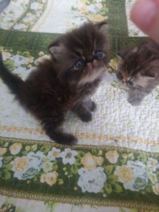 Готовы к продаже персидские котята