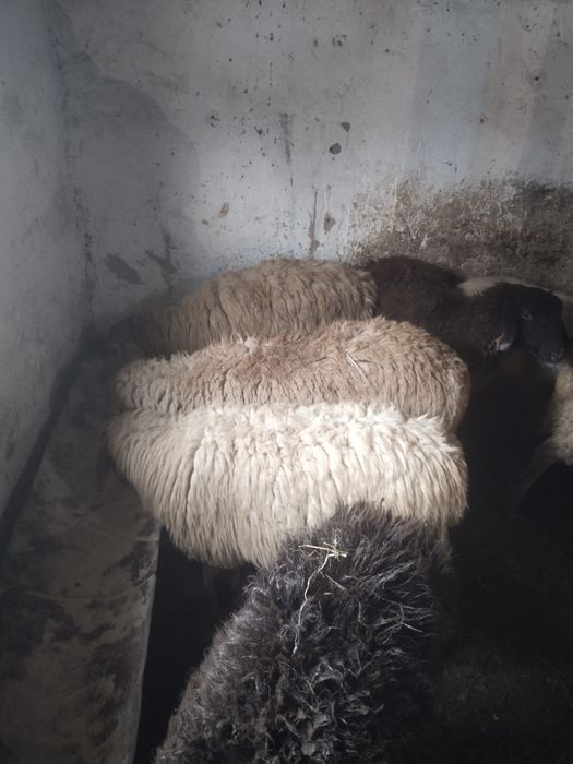 Бараны, кой, токты