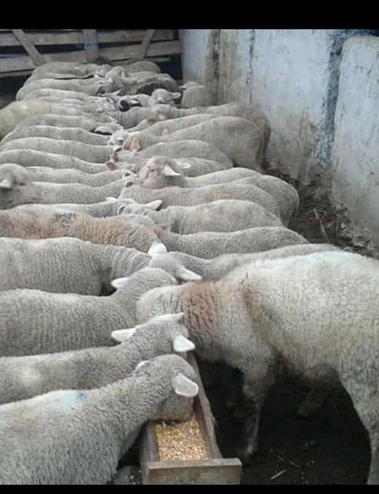 Vând miei- com.Braniștea-jud.Galati 45 lei kg