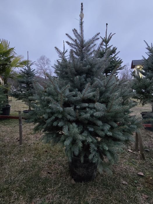 Brad natural cu rădăcini