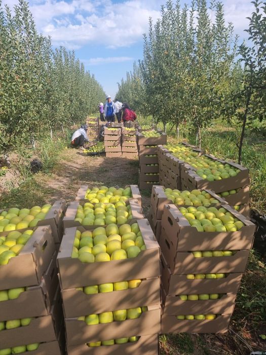 Продам яблоко падалицы