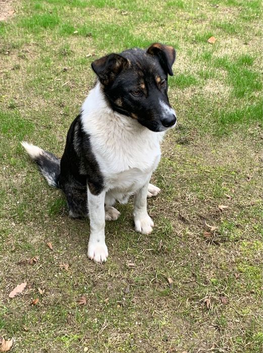 Donez catel unei familii iubitoare