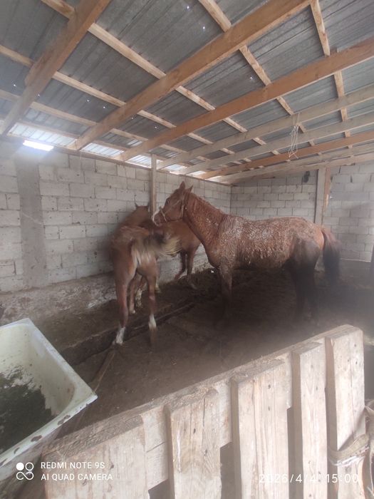 3 бас тай сатылады