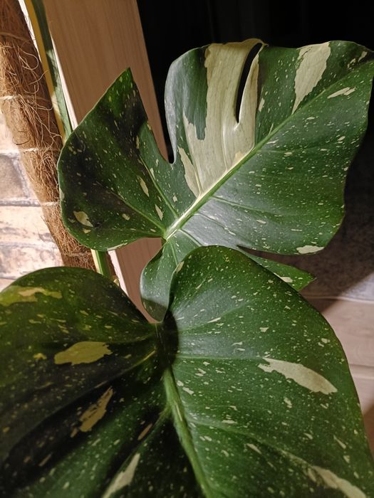 Монстера тайское созвездие