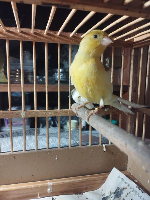 Продам кенора самца и двух самок