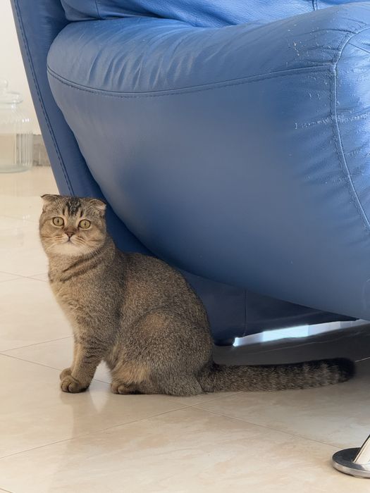 Британски котенца