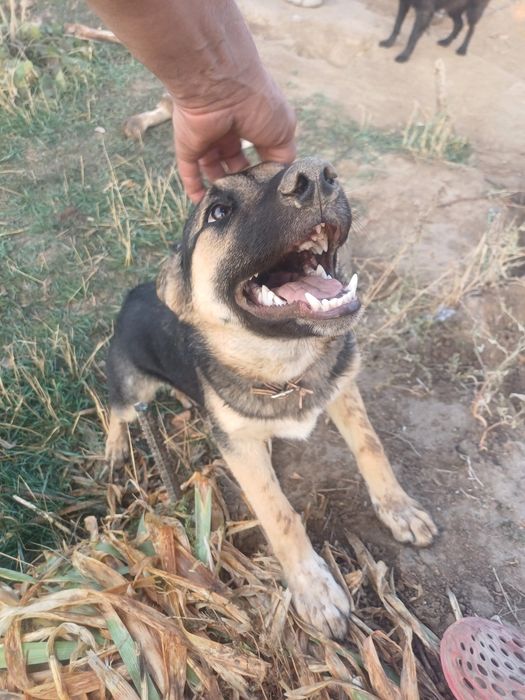 Пристраевается щенок подросток