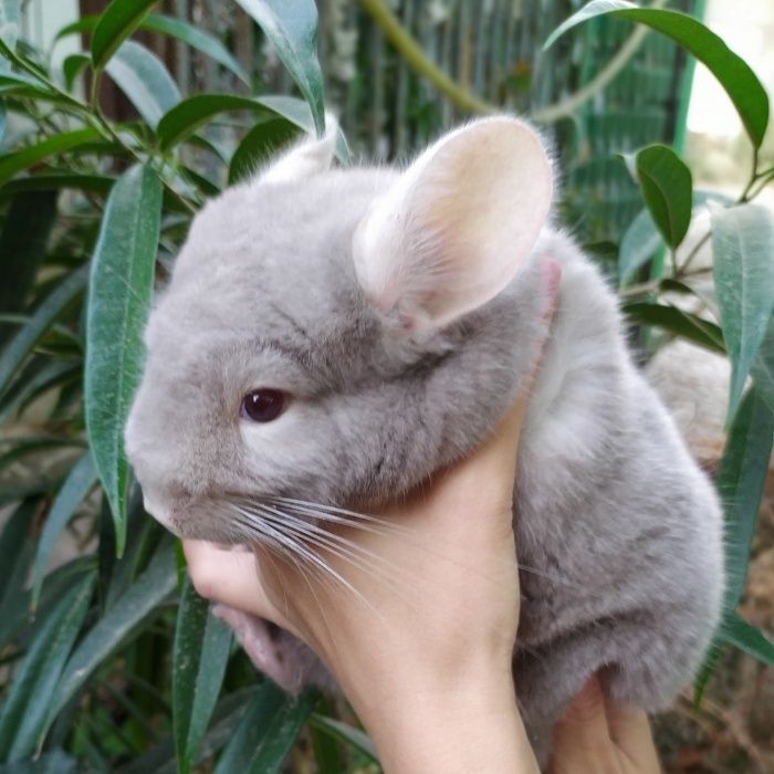 Шиншилла в Ташкенте