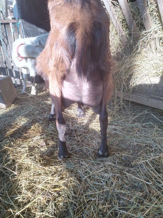 Tapi si iedute de vanzare