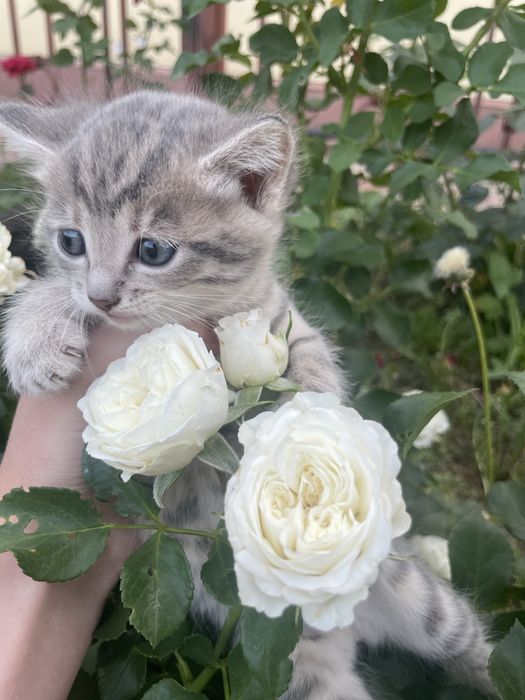 Отдам в хорошие руки.