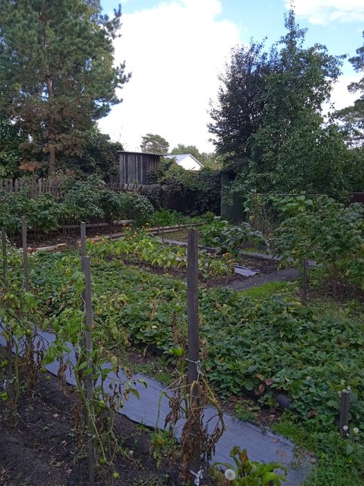 Продам дачу в обществе "Садовод"