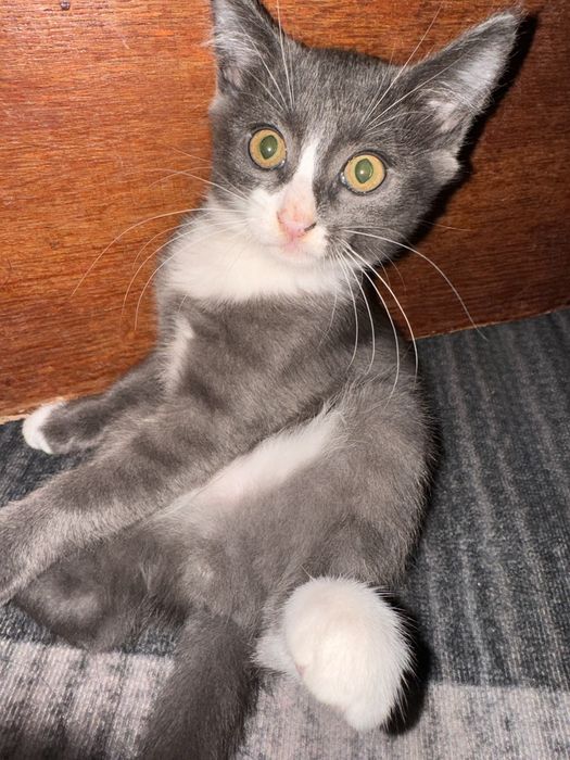 Котята бесплатно в добрые руки