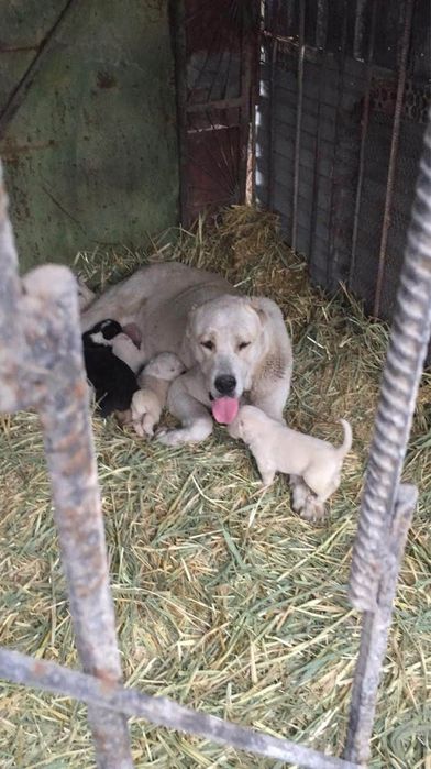 Продам пара Алабай кабель сука крупный