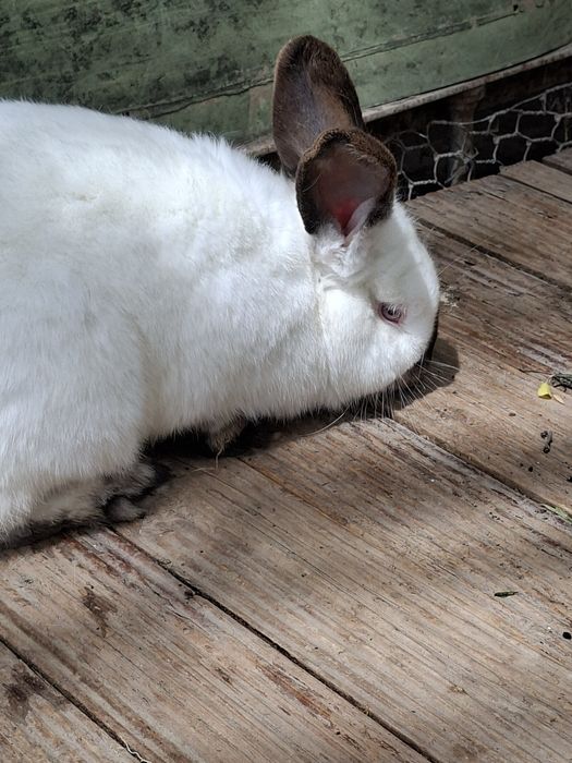 Кролик 9 месяцев