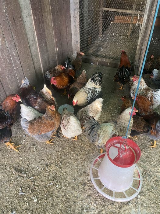 Wyandotte varietati de culoare