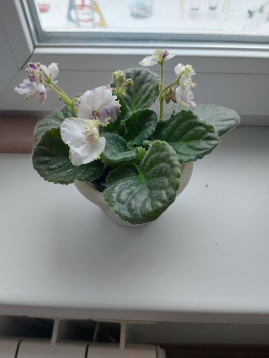 Продаю цветы комнатные