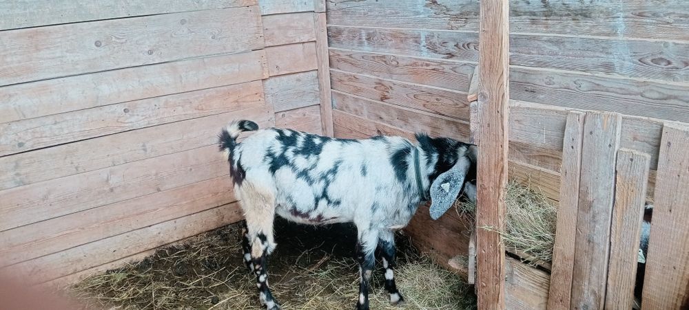 Iediță disponibilă dar și  tapisori