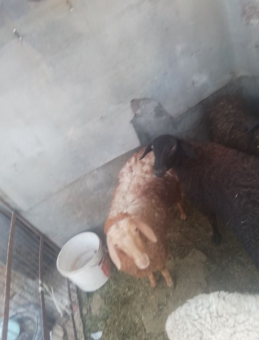 Баран зор алатын болсаңдар жазыңдар