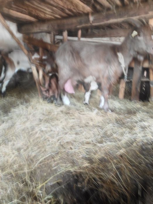 Vând doua  capre și un țap