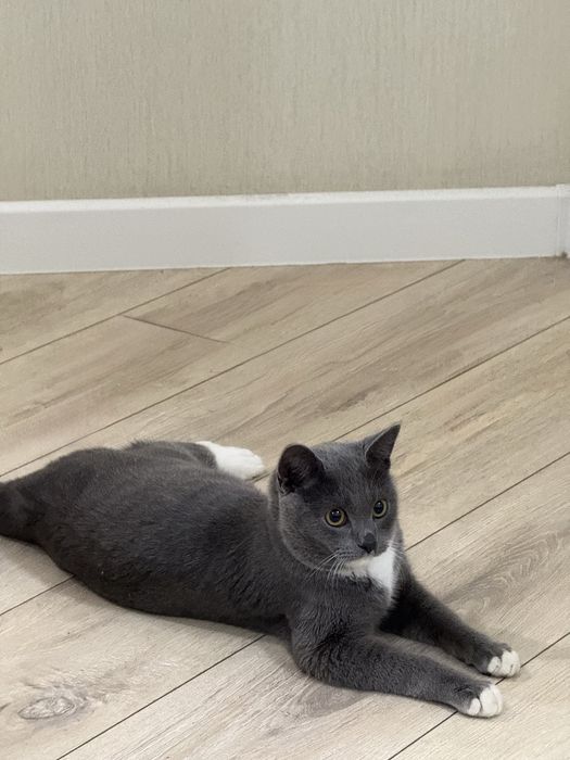 Отдам в добрые руки