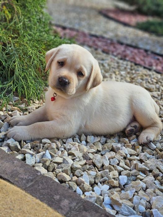 Pui Labrador Retriever - 8 săptămâni, mascul / femela