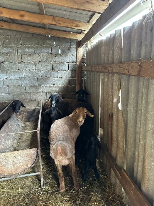 Қозылы қой,буаз қой қошқарымен сатылады