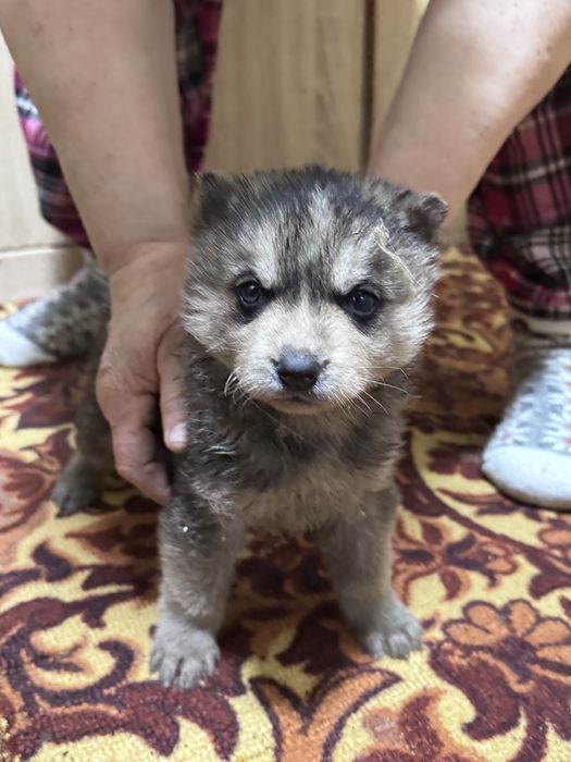 Продам и отдам в хорошие руки щенят