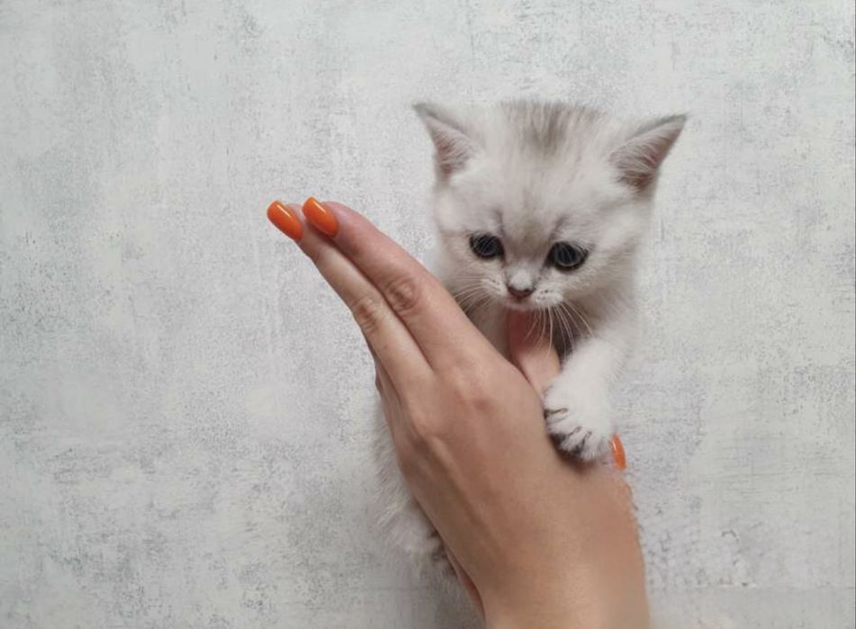 Oq mushukchalar sotiladi