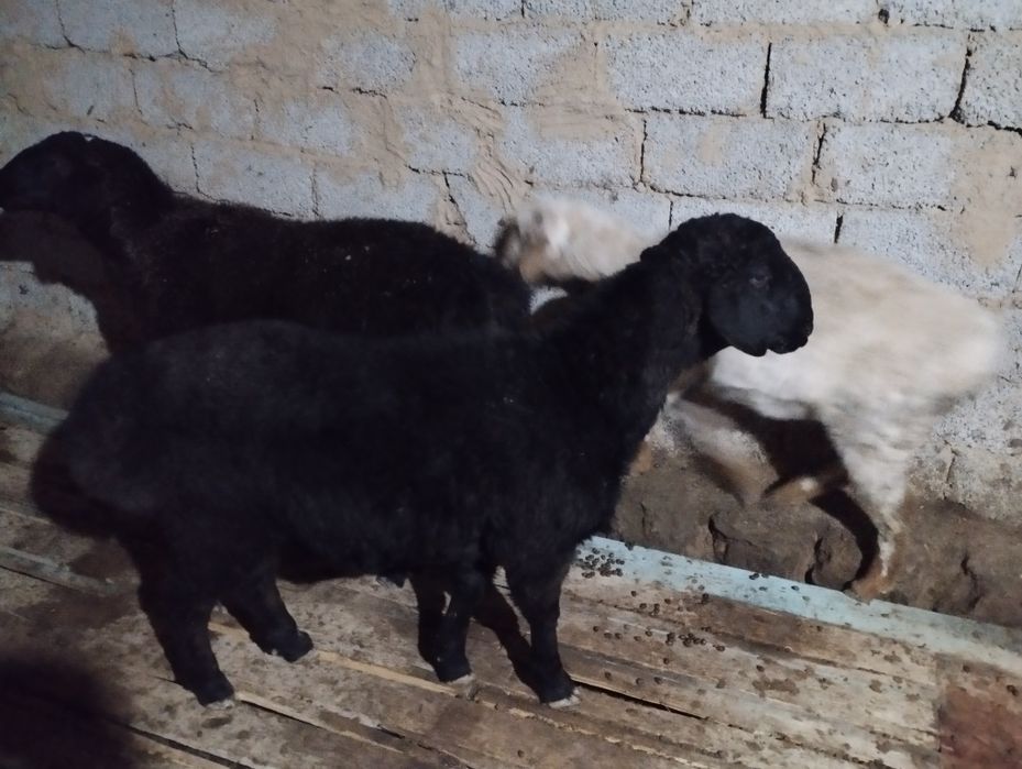 Қой қошқар қошқар