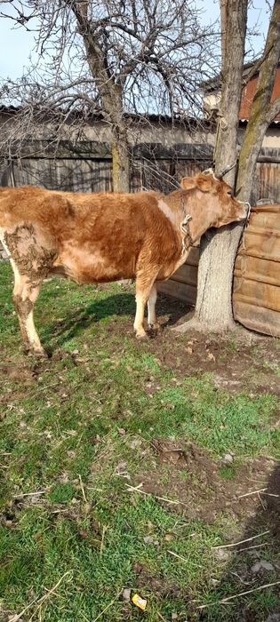 Продам стельных коров.