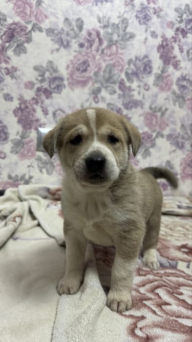 Серьезный паренёк ищет дом.